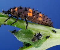 Biocon Insects Bio-insecta